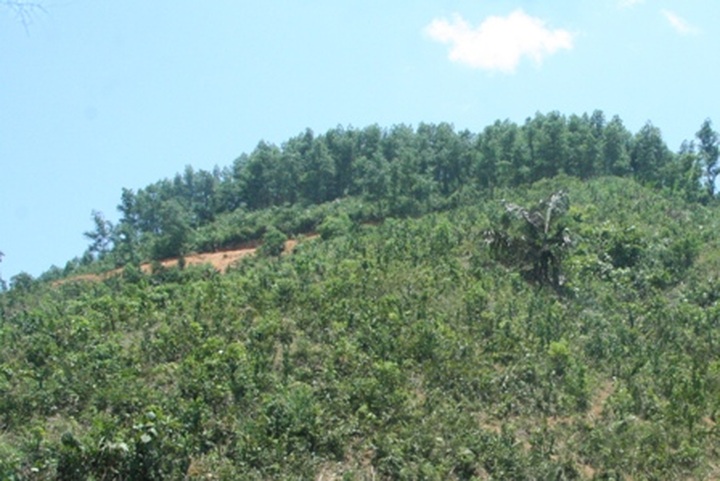 Locals in Thua Thien Hue illegally take over forestland - 5 Locals in Thua Thien Hue illegally take over forestland - 5