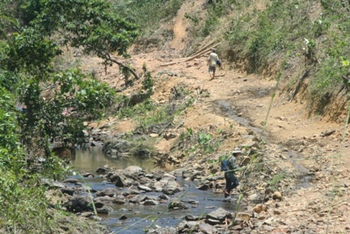 Locals in Thua Thien Hue illegally take over forestland - 3 Locals in Thua Thien Hue illegally take over forestland - 3