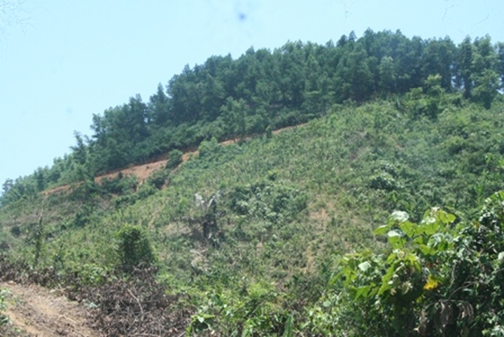Locals in Thua Thien Hue illegally take over forestland - 2 Locals in Thua Thien Hue illegally take over forestland - 2