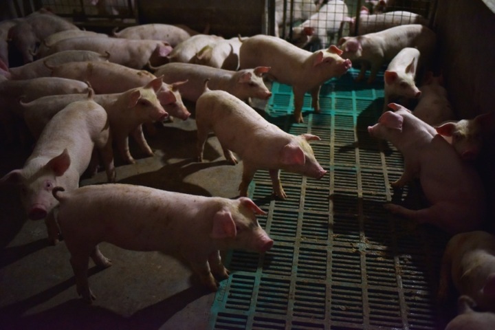 China culls 38,000 pigs as swine fever spreads - 1