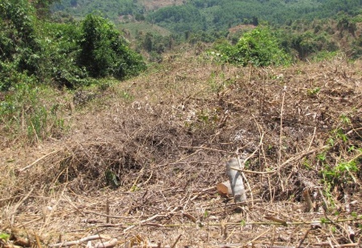 Locals in Thua Thien Hue illegally take over forestland - 1 Locals in Thua Thien Hue illegally take over forestland - 1