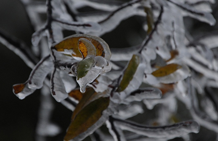 Cold spell threatens Sapa livestock - 5