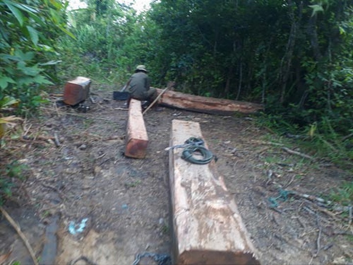 Rampant deforestation in the central region - 1