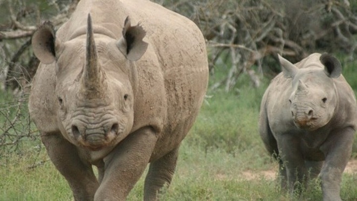 Short film launched to call for end to rhino horn trade - 1