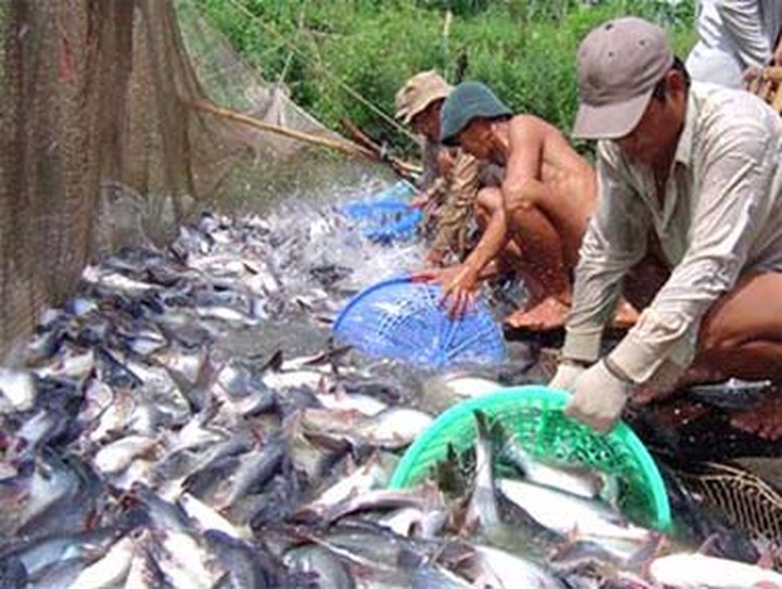 US changes anti-dumping taxes on Vietnamese tra fish - 1