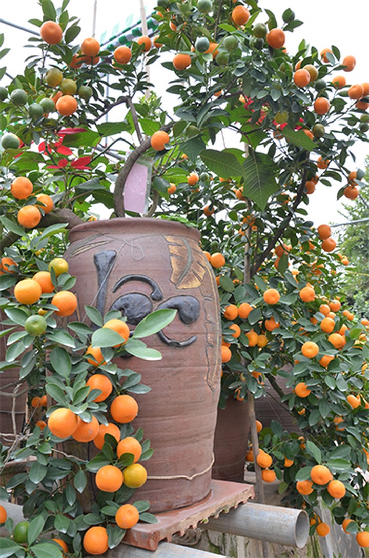 Tet trees in a jar win fans in Hanoi - 8 Tet trees in a jar win fans in Hanoi - 8