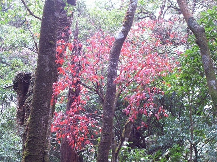 Rare plants make Hoang Lien National Park attractive to visitors - 6 Rare plants make Hoang Lien National Park attractive to visitors - 6