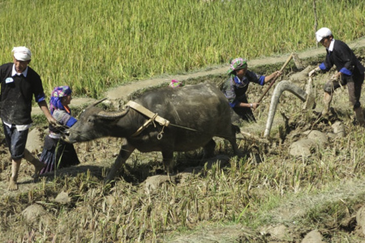 Farming competition at Mu Cang Chai terraced field - 9