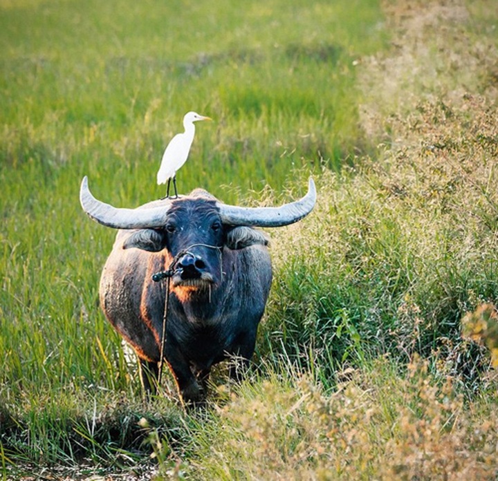 Beautiful Vietnam through foreign tourist’s lens - 6
