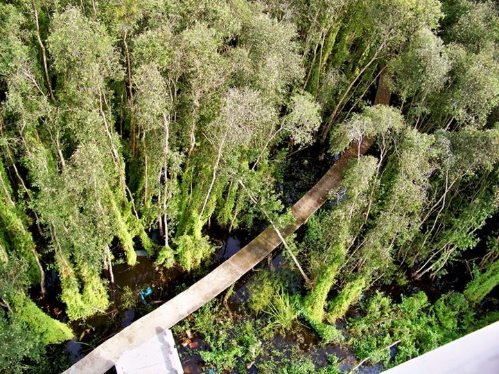 The longest path through the melaleuca forest of Vietnam - 5