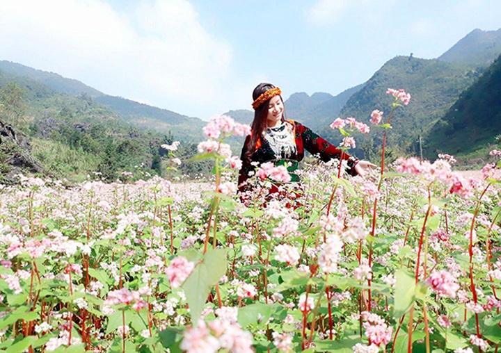 Buckwheat flowers bloom in Ha Giang - 5