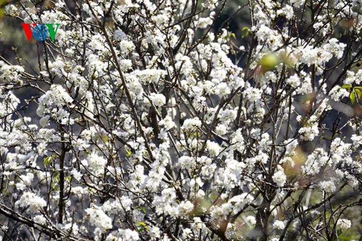 Plum trees in full bloom - 9