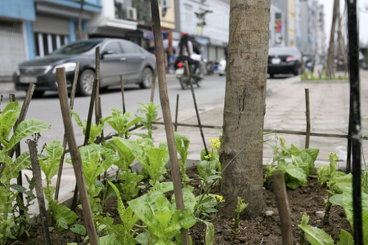 Hanoians opt for safer vegetable options - 9 Hanoians opt for safer vegetable options - 9