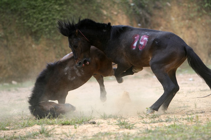 Horse fighting in Ha Giang Province - 9 Horse fighting in Ha Giang Province - 9