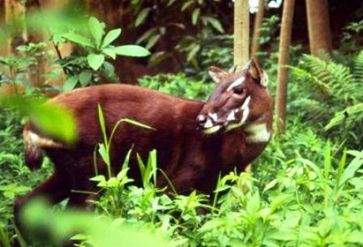 Biodiversity corridor to benefit central provinces - 1