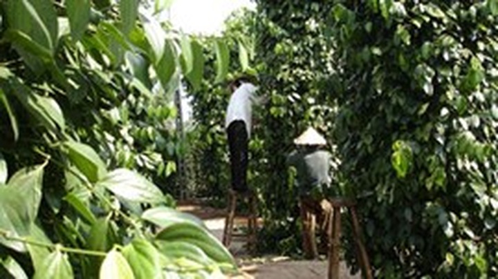 Pepper exports surge - 1