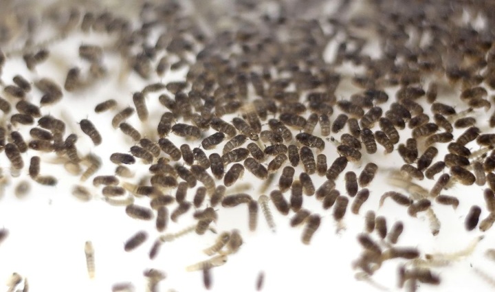 Brazil mutant mosquitoes to breed out diseases - 1