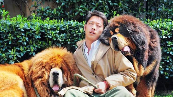 Dog 'sold for $2 million' in China - 1 Dog 'sold for $2 million' in China - 1