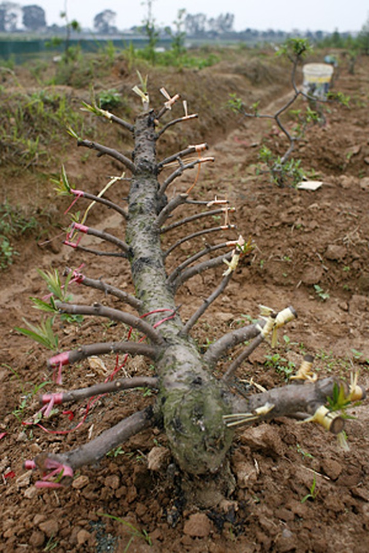 Peach orchards threatened by urbanisation - 9