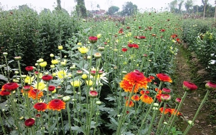 Phu Van flower village before Tet - 2