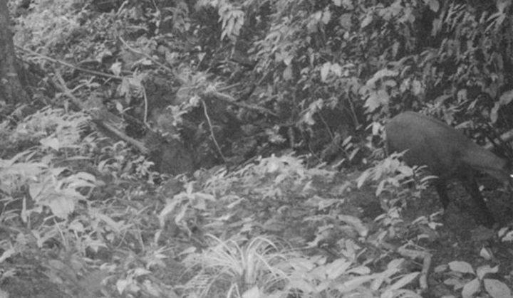 Rare mammal spotted in Vietnam for first time in 15 years - 1