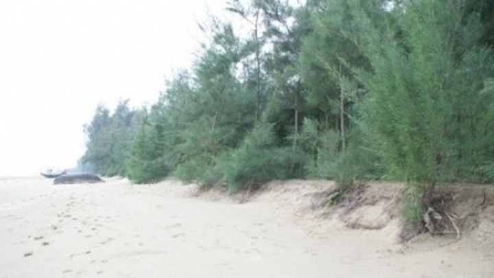 Coastal forests crucial to fighting climate change: DPM Hai - 1