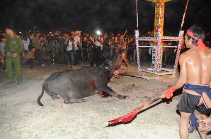 Traditional buffalo stabbing festival in Dak Lak Province - 5
