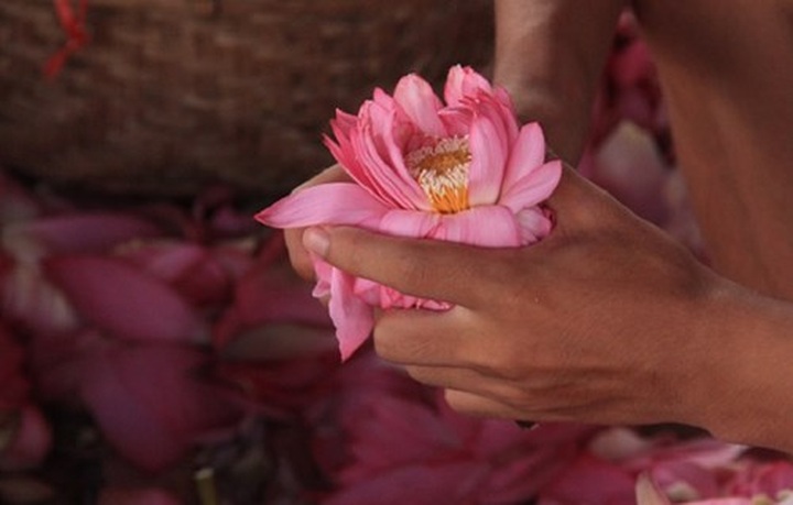 Hanoi’s lotus tea-making art - 12