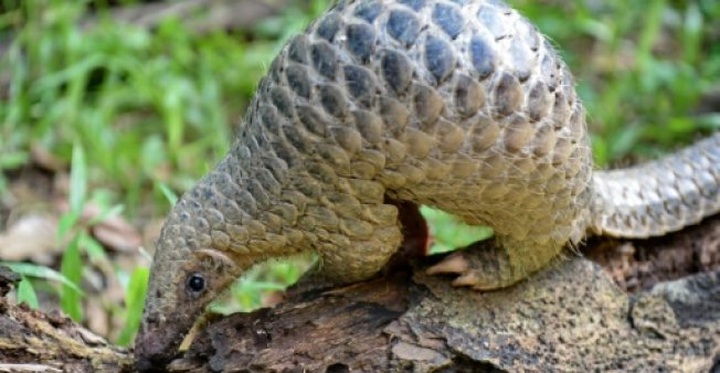 Pangolin traffickers opening up new routes: study - 1