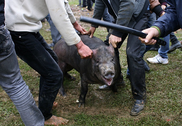Pig hunting festival in Phu Tho Province - 9 Pig hunting festival in Phu Tho Province - 9
