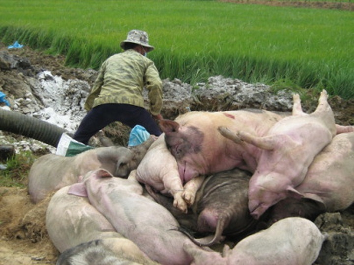 Blue-ear pig disease spreading far and wide - 1 Blue-ear pig disease spreading far and wide - 1