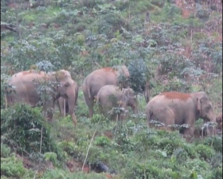 Wild elephants storm Nghe An village - 1