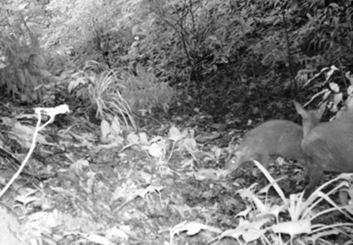 Deer-like ‘muntjac’ back from the dead in Vietnamese reserve - 1 Deer-like ‘muntjac’ back from the dead in Vietnamese reserve - 1