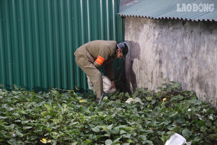 Hanoi starts catching stray dogs to fight rabies - 3