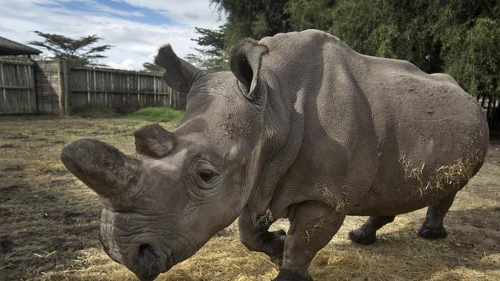 Rare northern white rhino dies in US zoo - 1