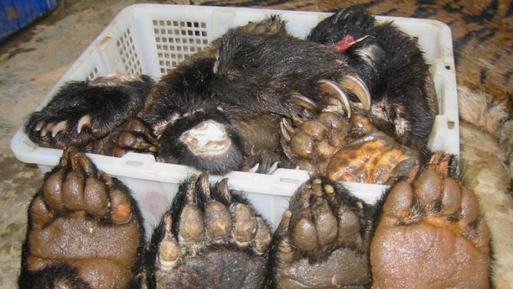 Tiger meat, bear paws openly available in Laos: NGO - 1