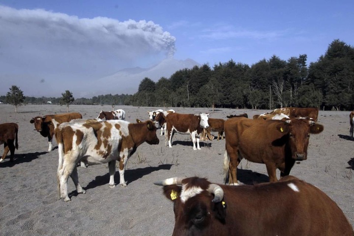 Chileans brace for volcano's impact on livestock, farming - 1