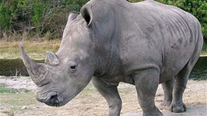 Vietnam hosts conference on illegal wildlife trade - 1