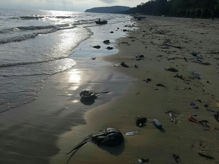 Massive dead horseshoe crabs found at Co To beaches - 1
