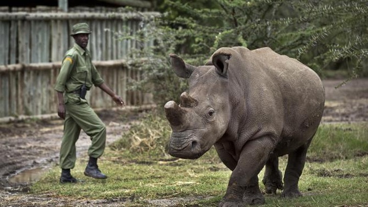 Rhino species to die unless science can help - 1