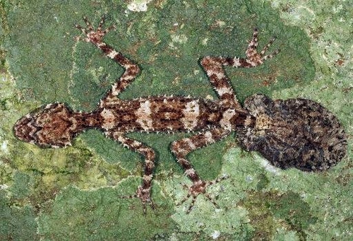 'Lost world' discovered in remote Australia - 1