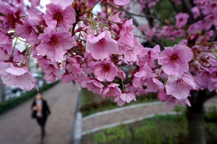 Japan counts down to cherry blossom fever - 1
