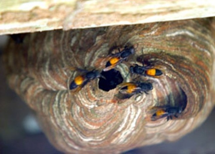 Hornets served as delicacies in Mekong Delta - 1