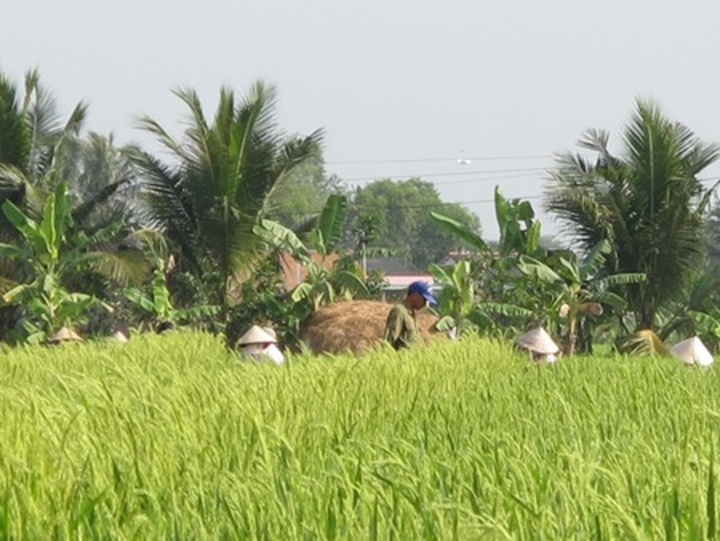 New hybrid rice pilot suspended - 1 New hybrid rice pilot suspended - 1