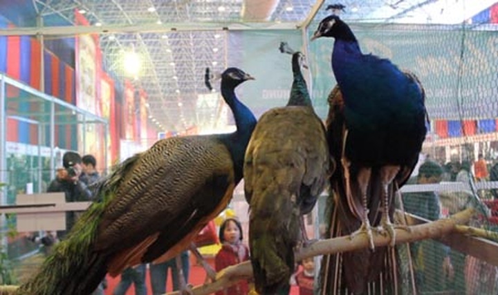 Special king offerings now in Hanoi for Tet - 1 Special king offerings now in Hanoi for Tet - 1