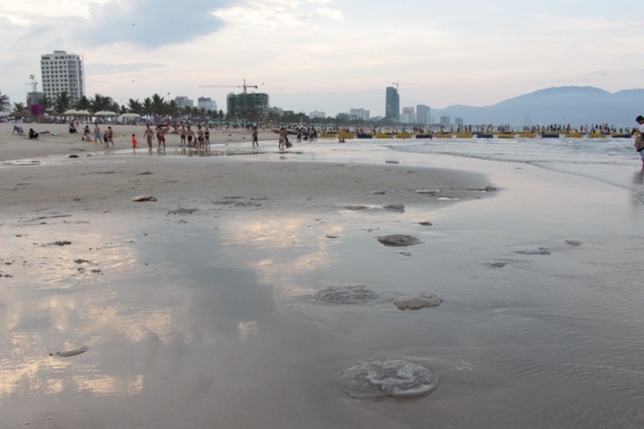 Jellyfish die-off hits Danang beaches - 1