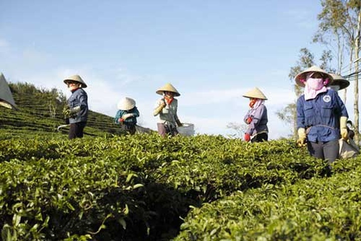 Cau Dat tea hills in Da Lat - 10