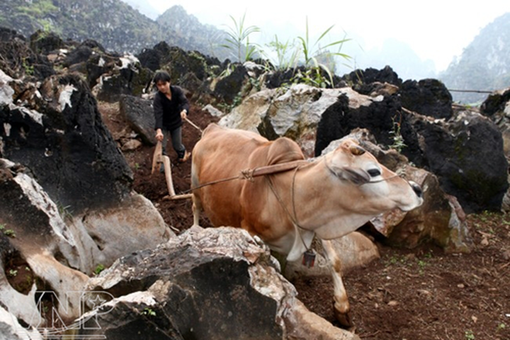 Plough casting of the Mong ethnic people - 10