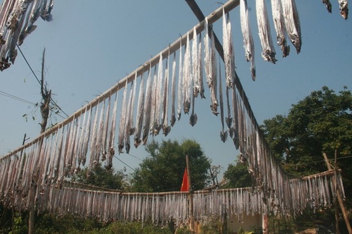 Sea gives up bumper Tet harvest for happy fishermen - 4