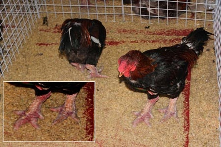 Special king offerings now in Hanoi for Tet - 5 Special king offerings now in Hanoi for Tet - 5